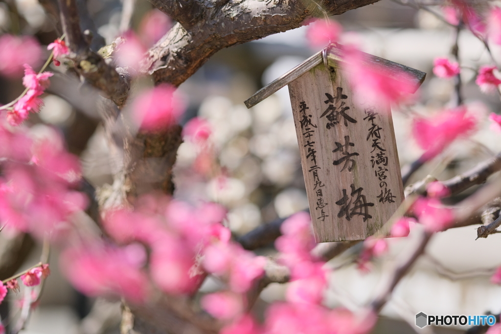 梅の花