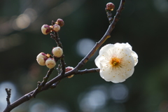 梅