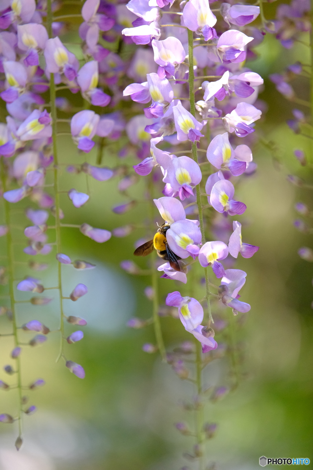 藤の花とクマバチ By Cellispon Id 写真共有サイト Photohito
