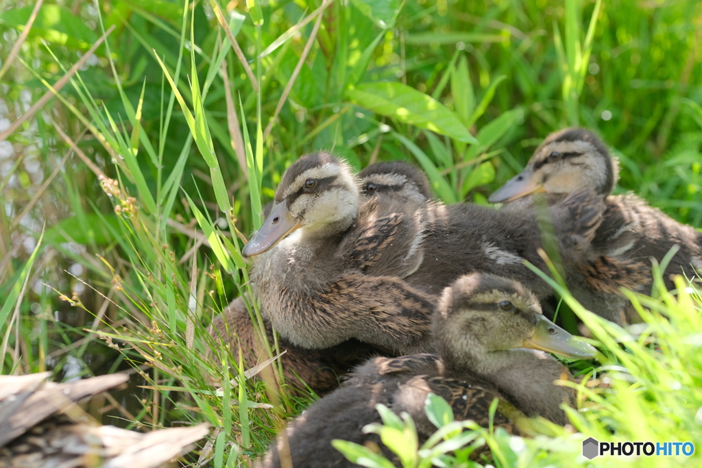マガモの幼鳥