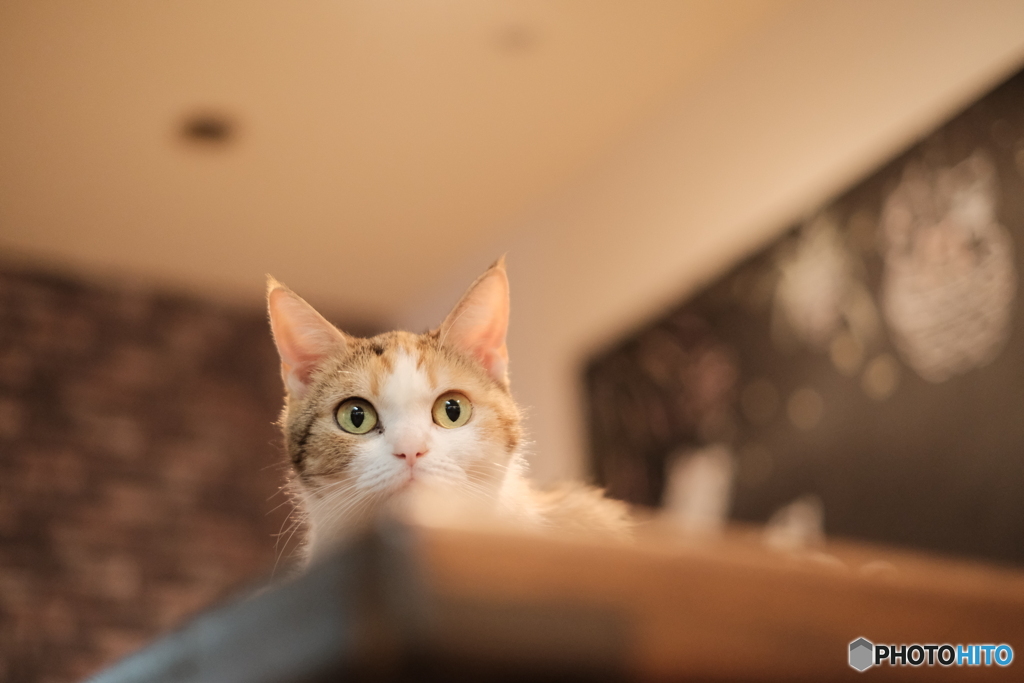 夜の猫カフェ