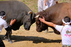 越後山古志　牛の角突き