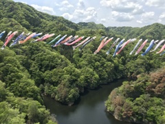茨城、竜神峡の鯉のぼり（その2）