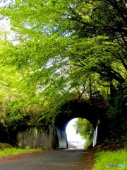 緑が眩しい