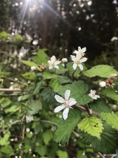 雑草でも美しい