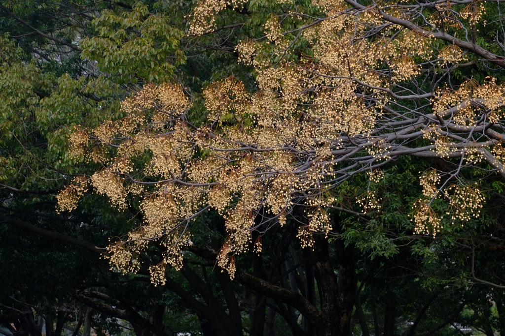 明日は節分