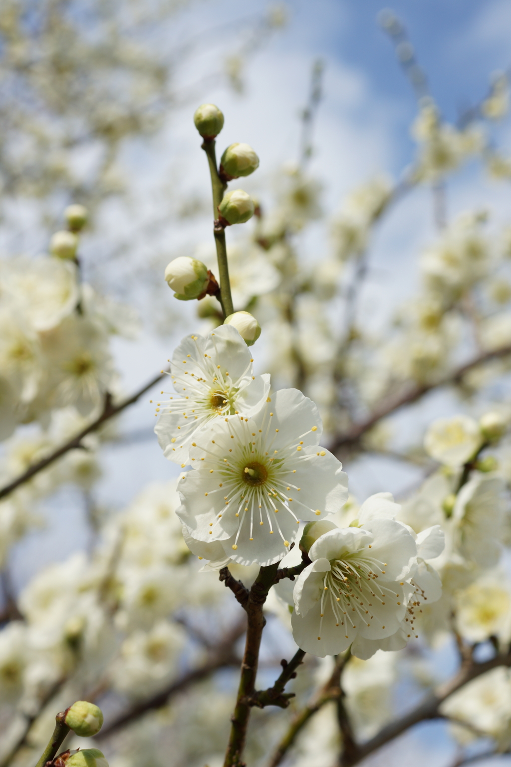 白花火