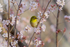 早咲