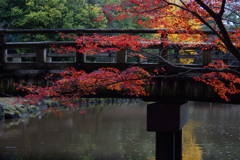 彩られる橋