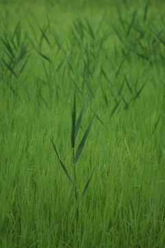 夏草星人