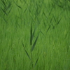 夏草星人