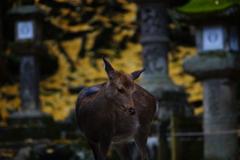 憂いのポーズ