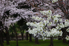 お花見日和