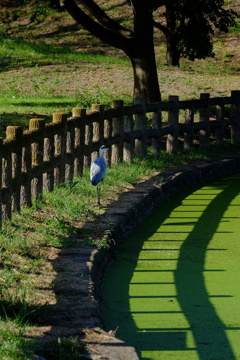 鳥さんも散策