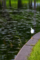 水辺の散策