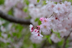 桜色～ピンク