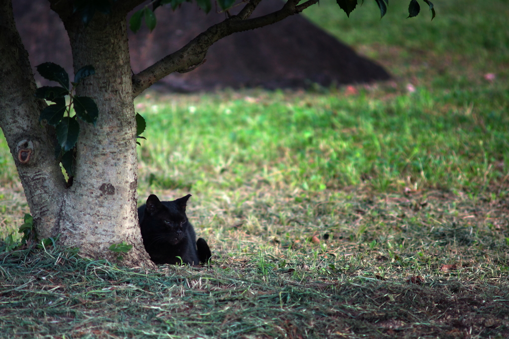 朝から暑いのぅ