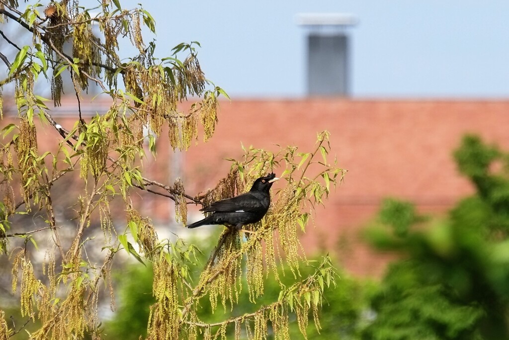 鳥の置物