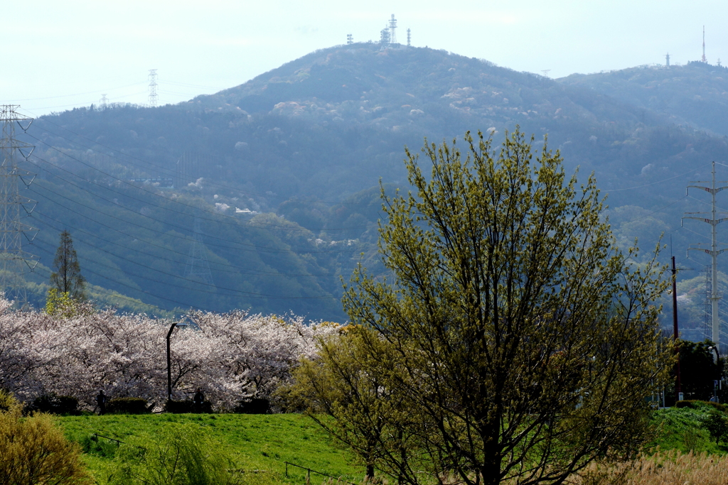 さくらMountain