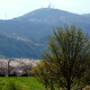 さくらMountain