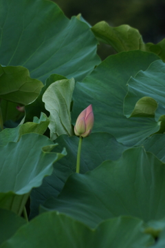 そろそろ色づき始め・・