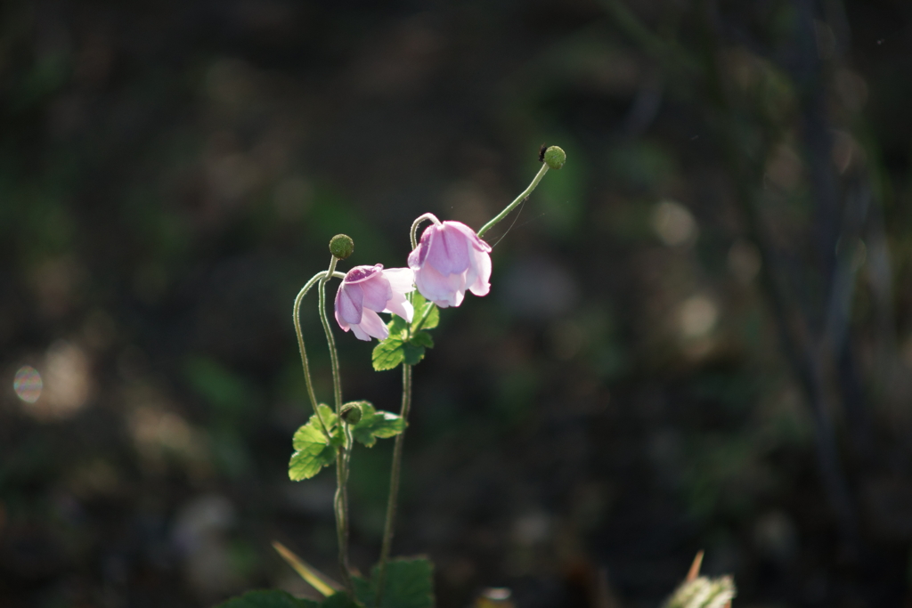 肩組んで、えいえいおー！