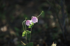 肩組んで、えいえいおー！