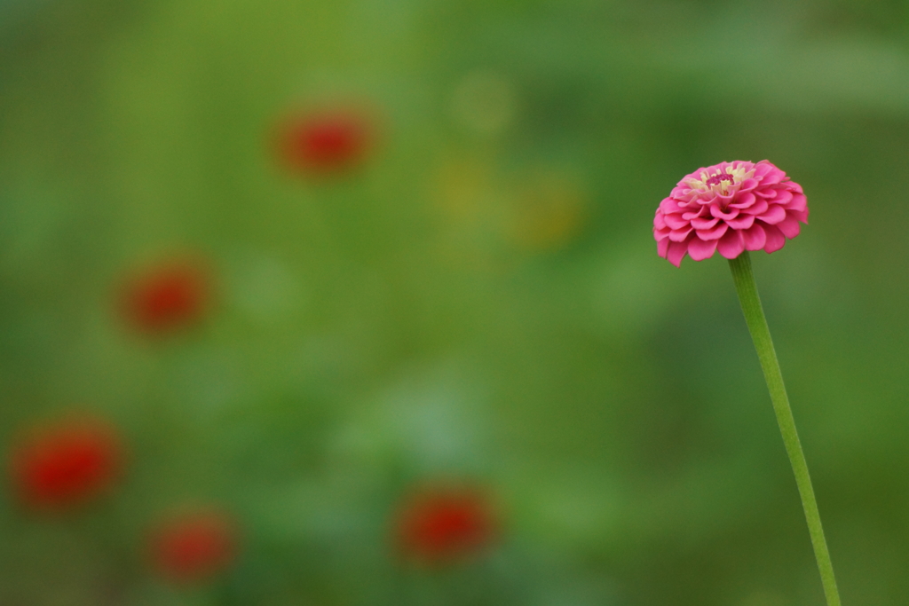 打ち上げ花火