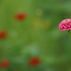 打ち上げ花火