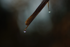 霜雫、枯草の潤い