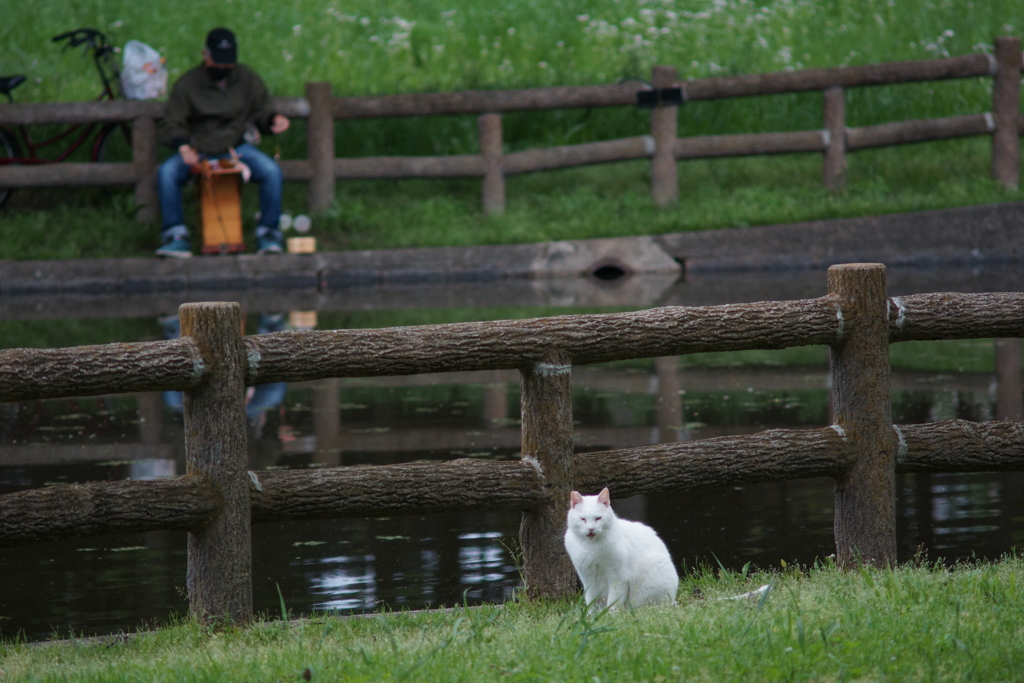 おさかにゃ、ほしいにゃ。