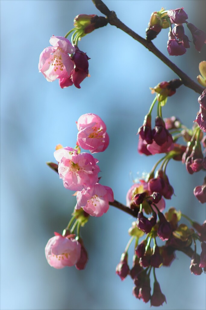 鈴生り桜