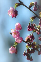 鈴生り桜