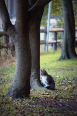 遠くを見つめて