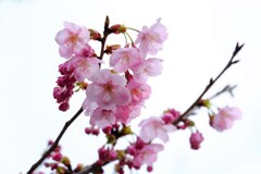 白に映えるピンク