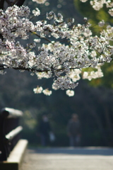 桜光注ぐ散歩橋