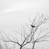 枯野をどこへ向かう