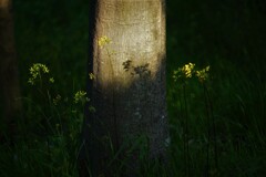 束の間のシルエット