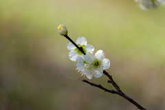 春本番へ