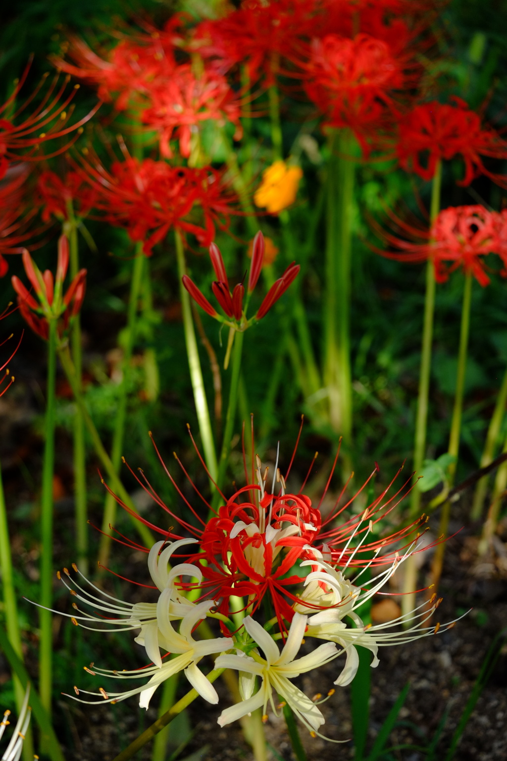 曼珠沙華界のスター