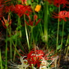 曼珠沙華界のスター