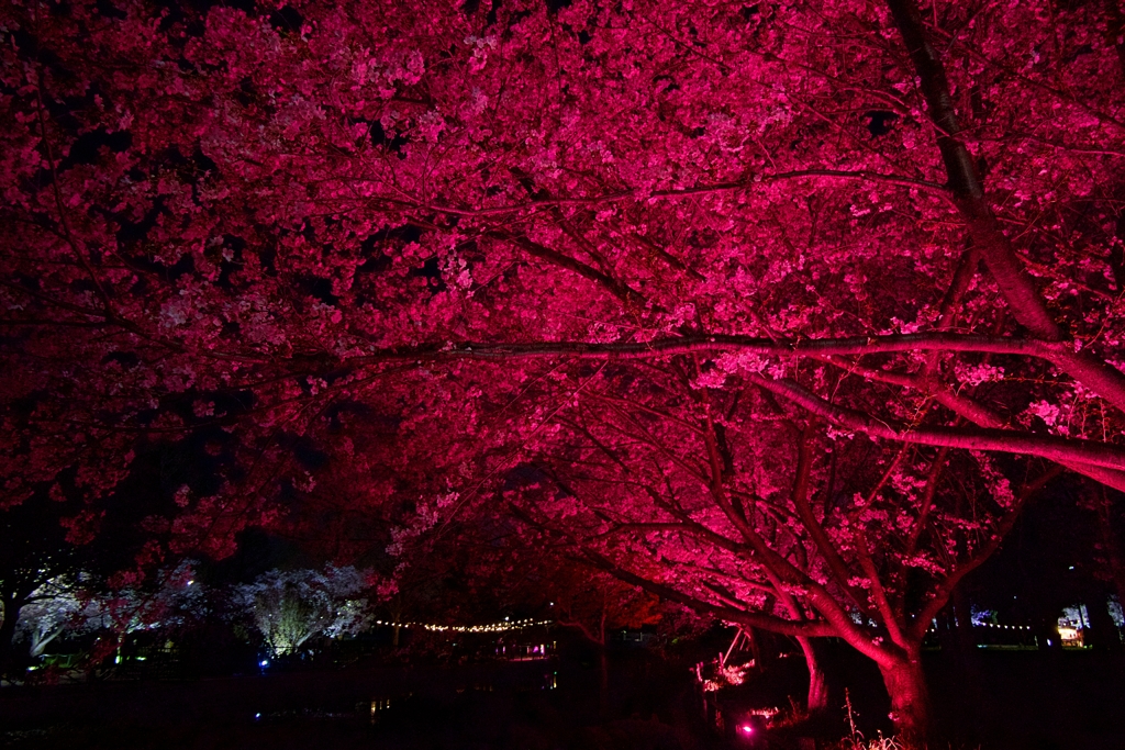 紅染