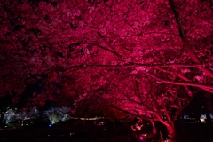 紅染