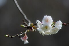 第一陣