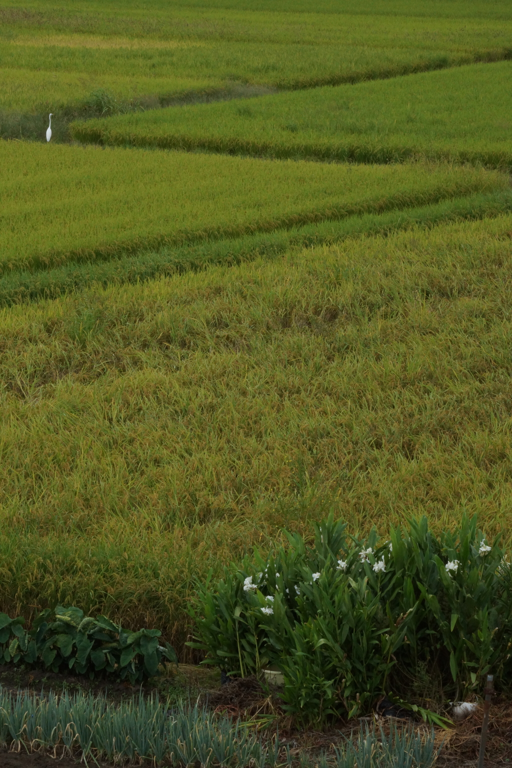 ④この白い花たちと対峙するのが好き。