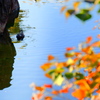 秋の遊覧鴨