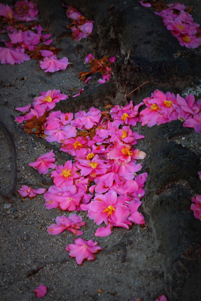 落花の未練