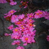 落花の未練