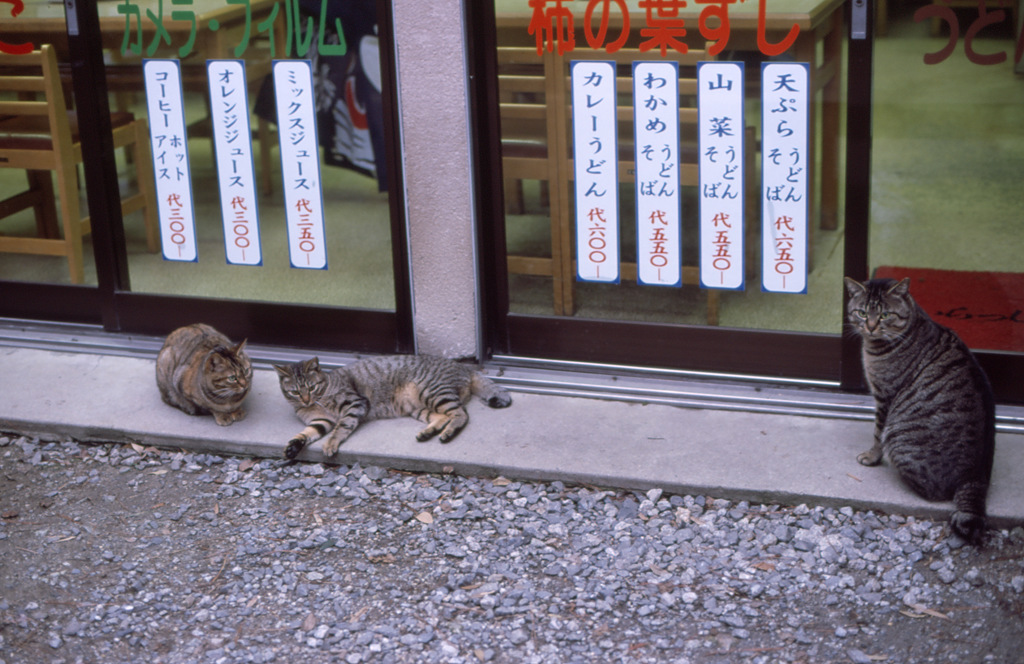 店頭でたむろするニャンキー達