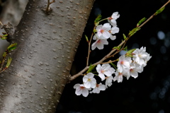 襲来の幹